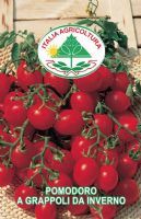 Pomodoro a grappoli da inverno